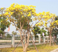 Cây Hoa Chuông Vàng