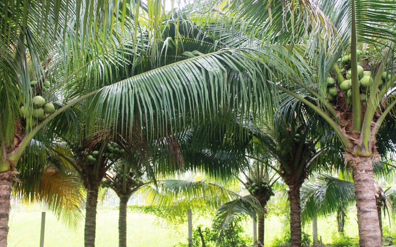 cây dừa