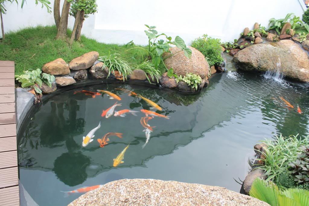 hồ cá trong sân vườn
