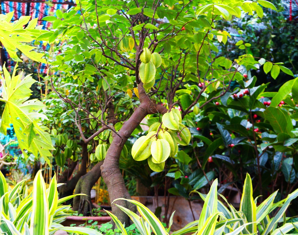 Chuyên cung cấp cây khế giống dáng đẹp cho nhiều trái